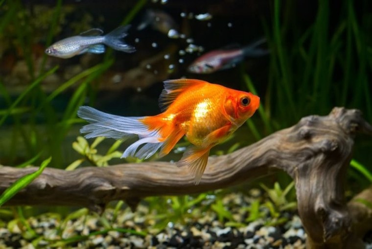 goldfish in the tank